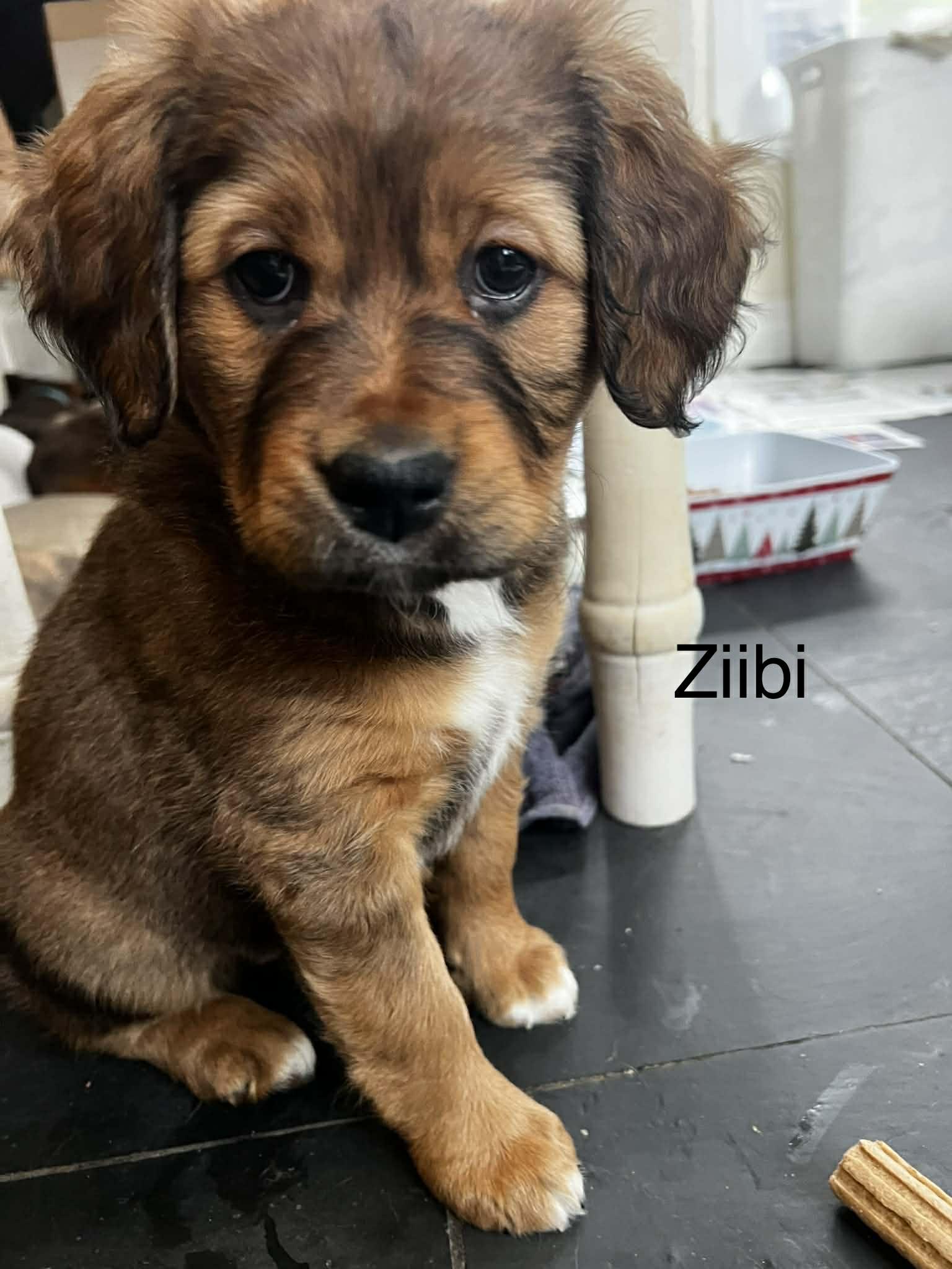 Ziibi (20260113-04)