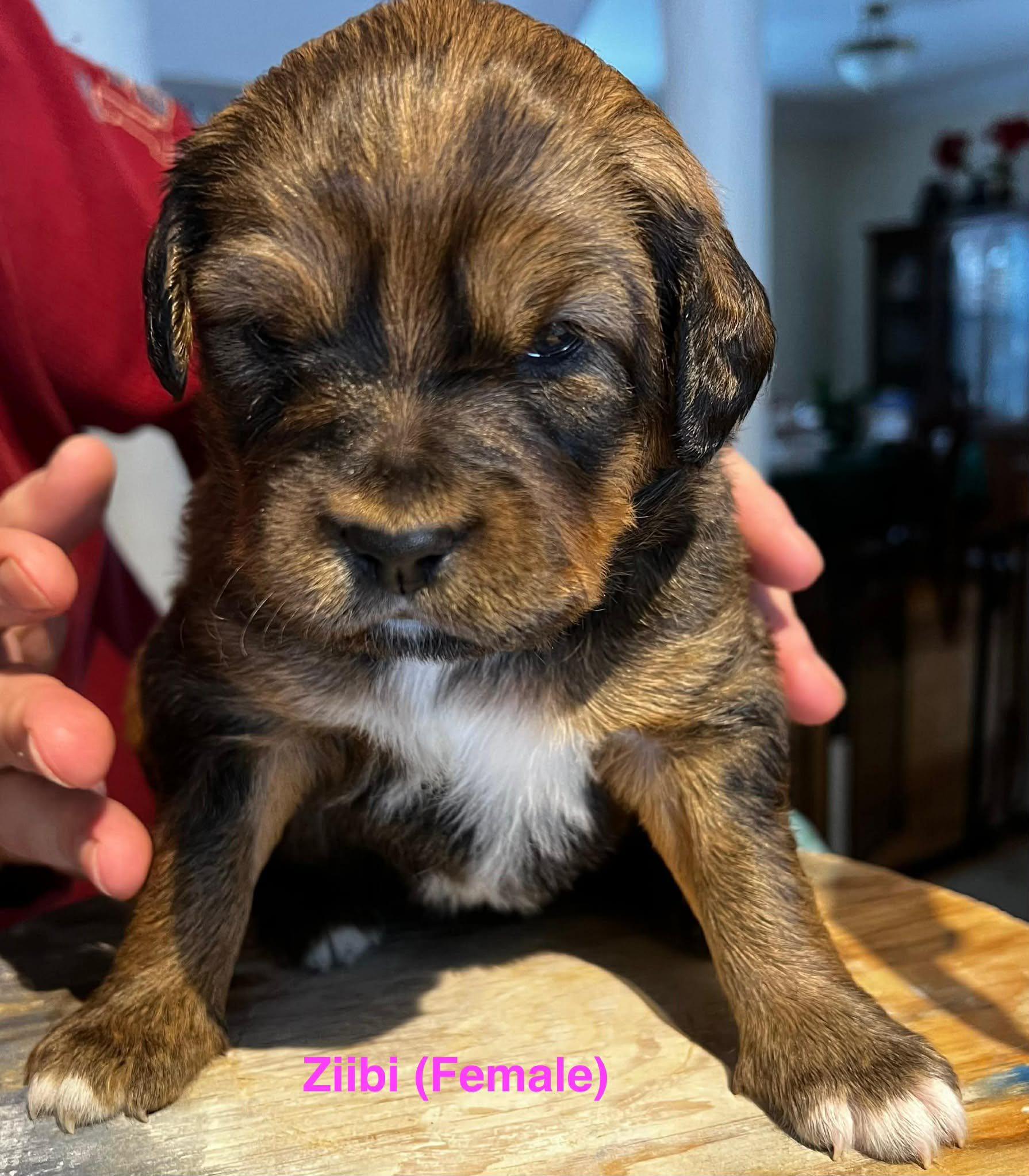 Ziibi (20260113-04) — thumbnail 2