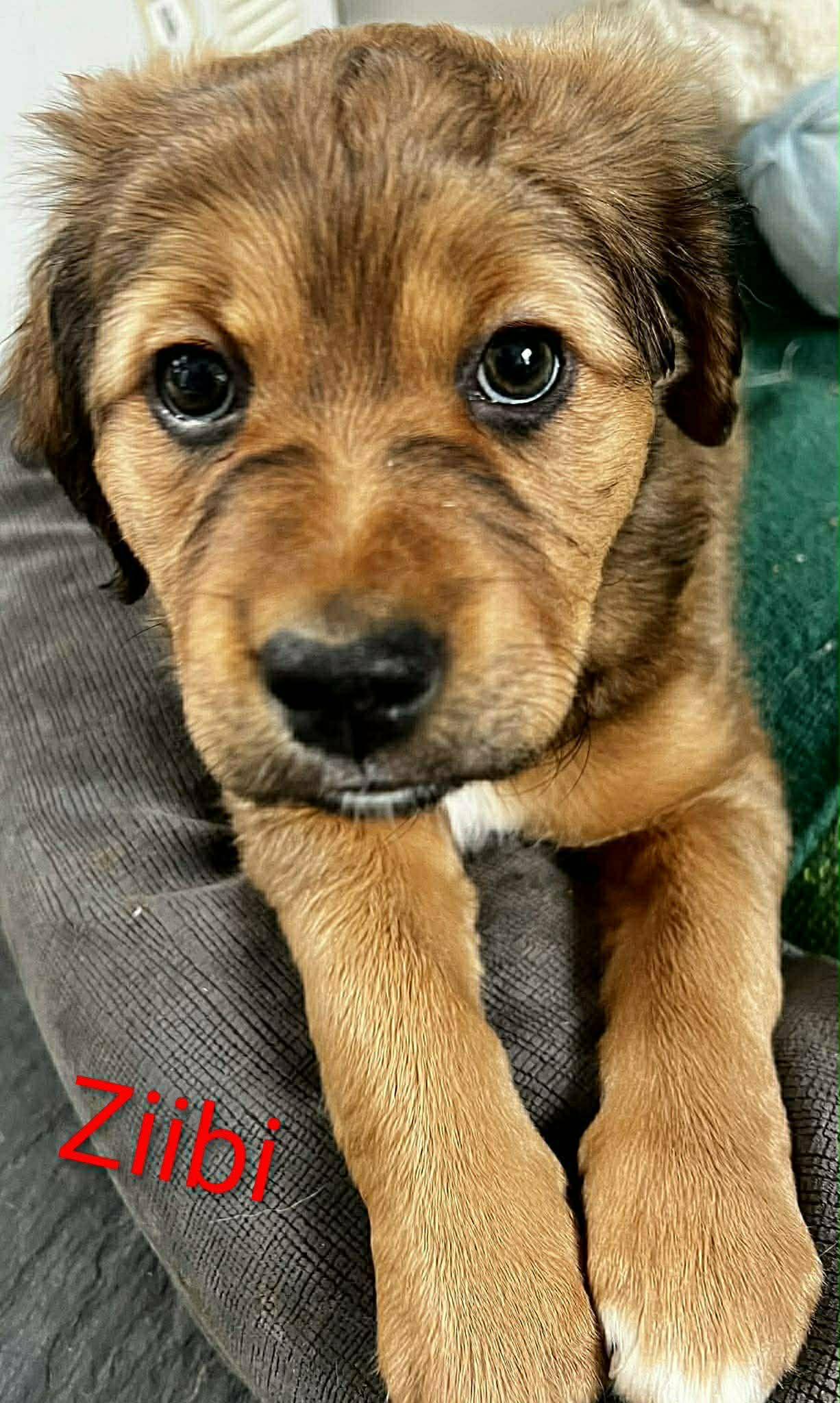 Ziibi (20260113-04) — thumbnail 3