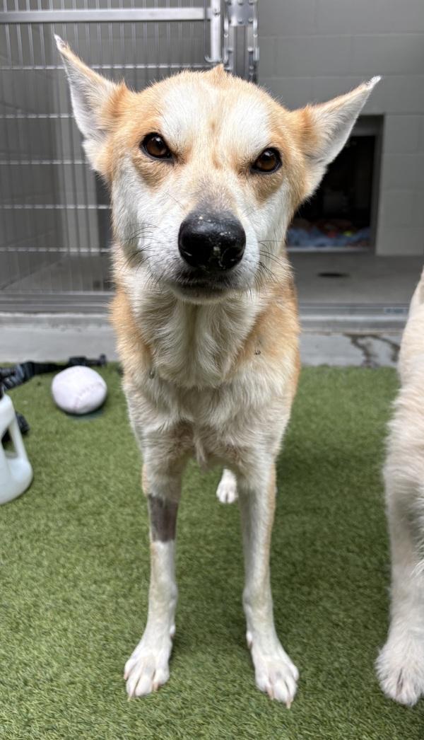 Peach, Adoptable, Adult Female German Shepherd Dog.
