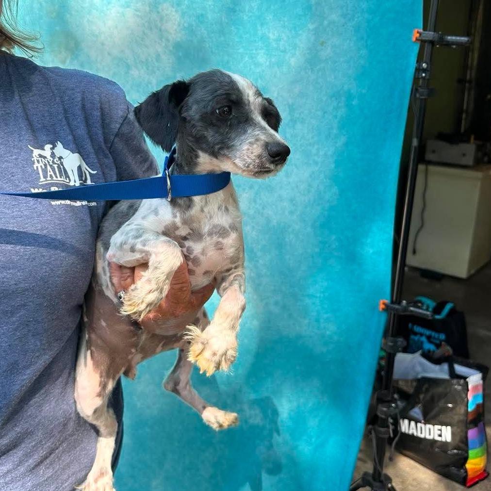 Enlarge Audrey Hepburn, a Adoptable Miniature Schnauzer in St. Charles, IL image 2/4