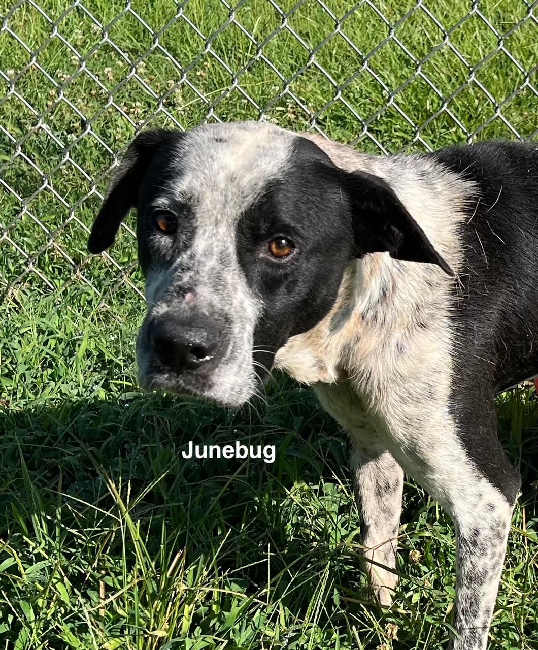 Junebug, Adoptable, Adult Male Hound.