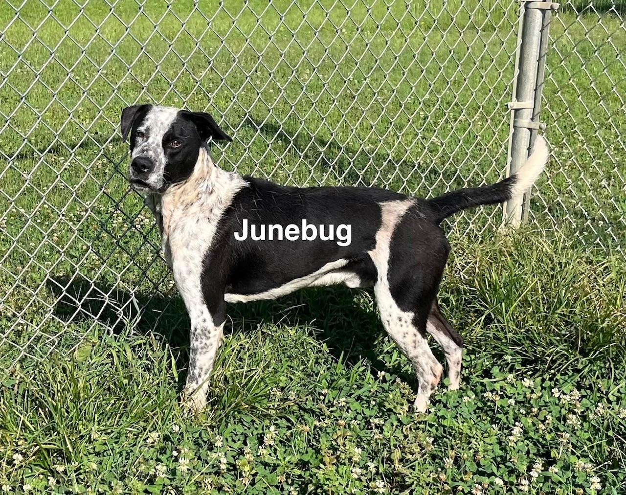 Enlarge Junebug, a Adoptable Hound in Newberry, SC image 2/5