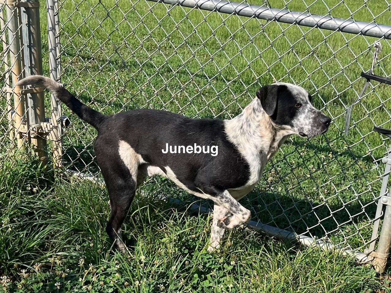 Enlarge Junebug, a Adoptable Hound in Newberry, SC image 3/5
