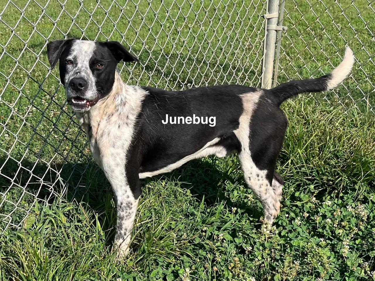 Enlarge Junebug, a Adoptable Hound in Newberry, SC image 4/5