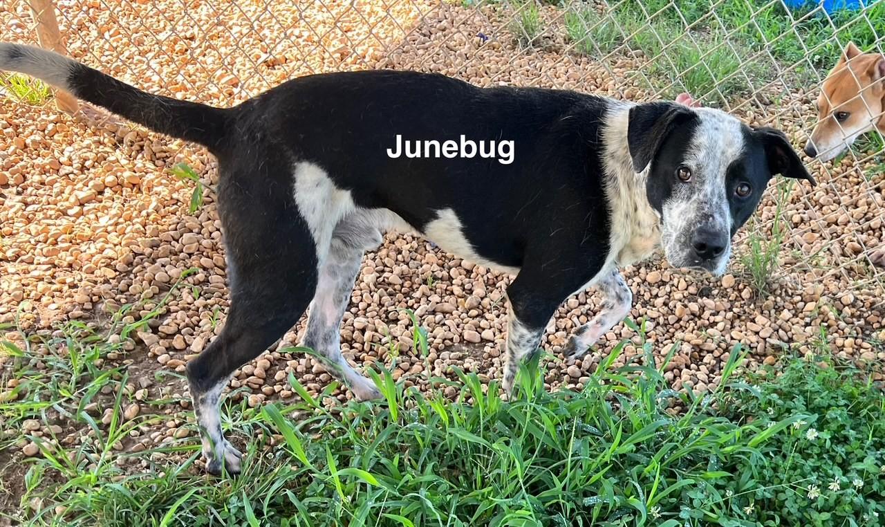 Enlarge Junebug, a Adoptable Hound in Newberry, SC image 5/5