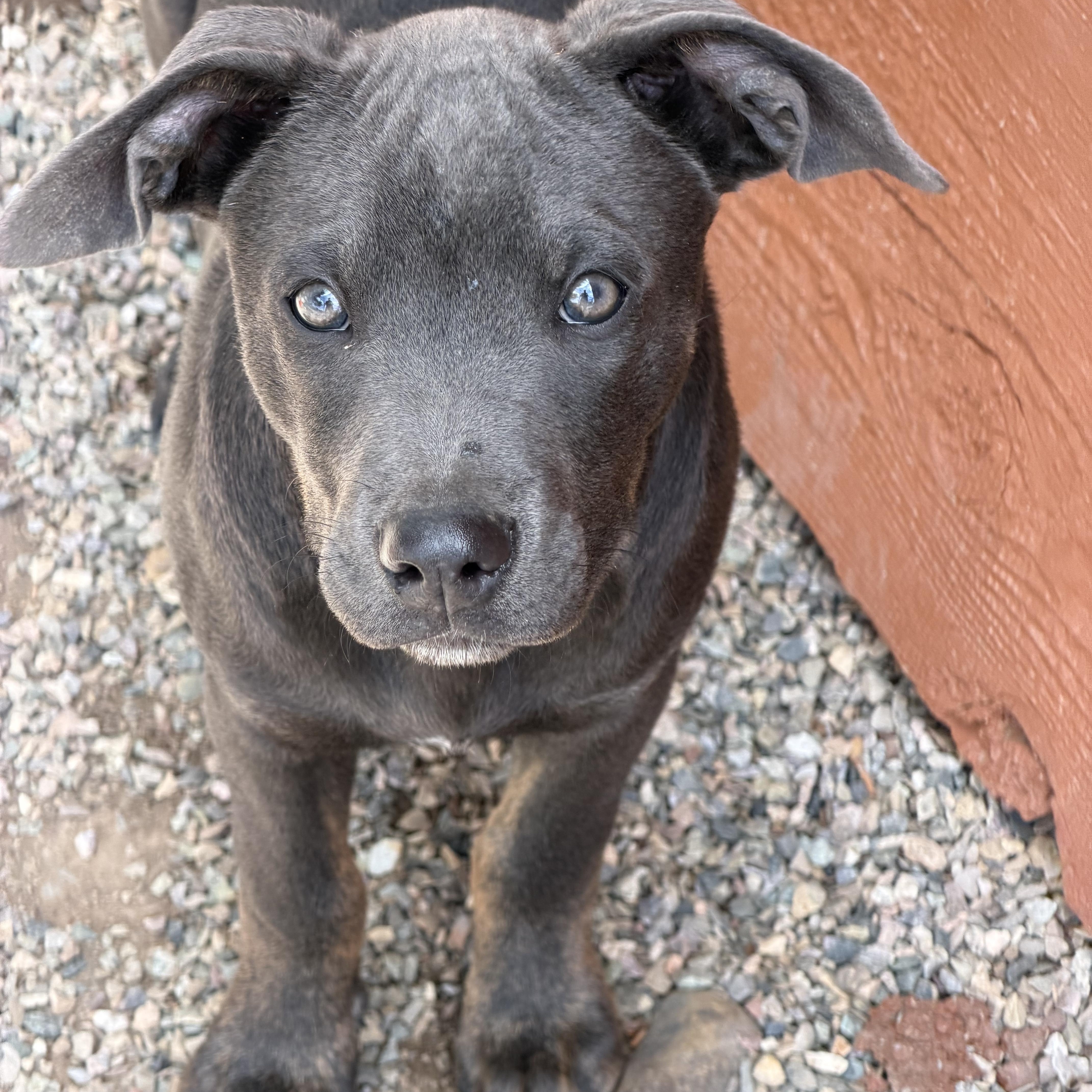 Granite, Adoptable, Puppy Male Labrador Retriever & American Staffordshire Terrier.