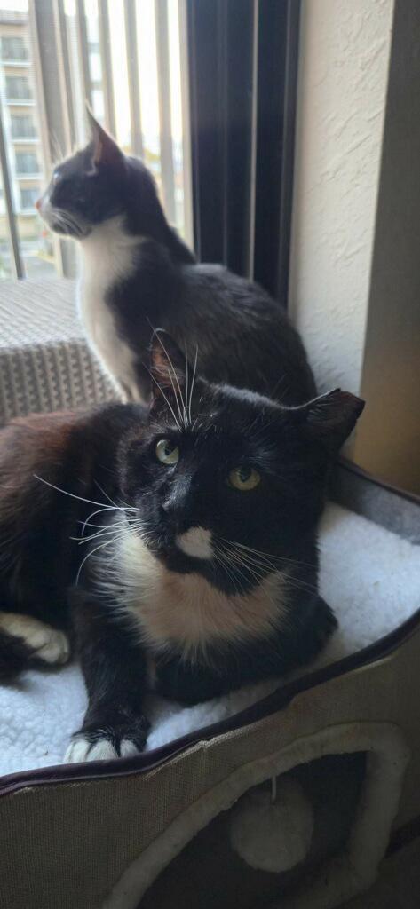 Enlarge Hercules, a ADOPTABLE Domestic Short Hair in Miami, FL image 2/3