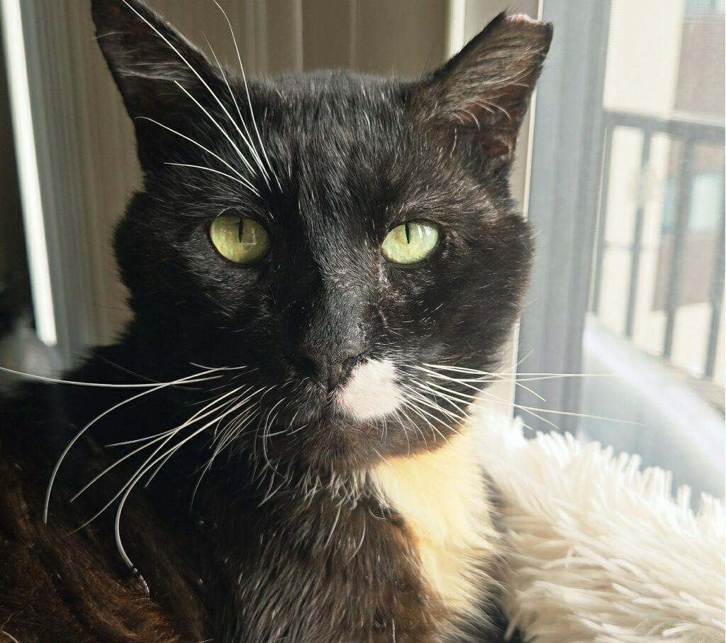 Enlarge Hercules, a ADOPTABLE Domestic Short Hair in Miami, FL image 3/3