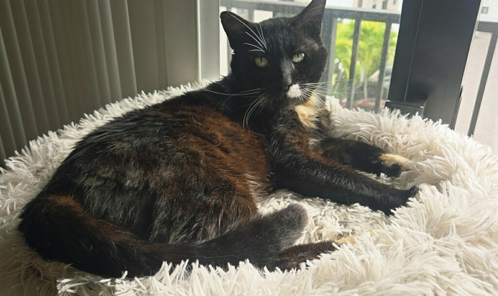 Hercules, ADOPTABLE, Adult Male Domestic Short Hair.