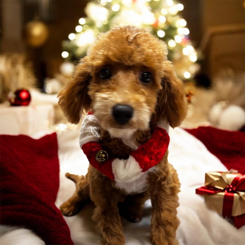 Orville Mo Old Puppy! thumbnail 2