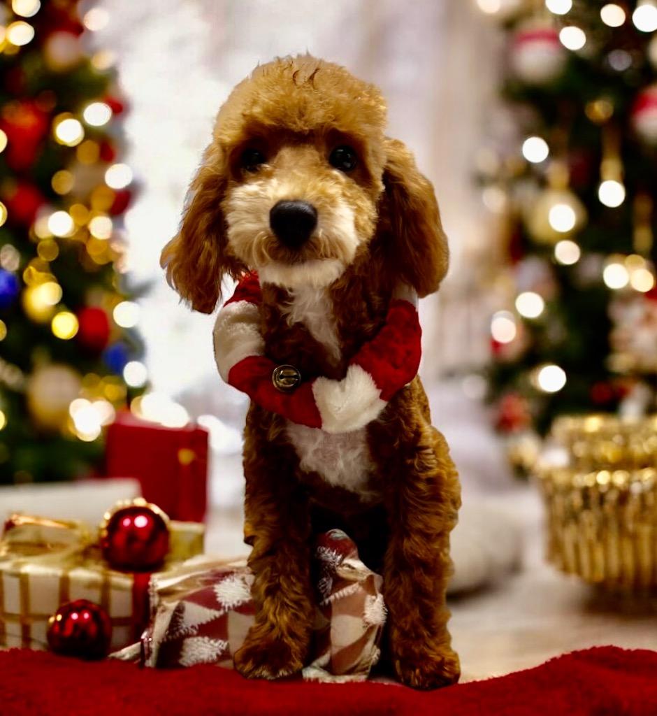 Orville Mo Old Puppy! thumbnail 3