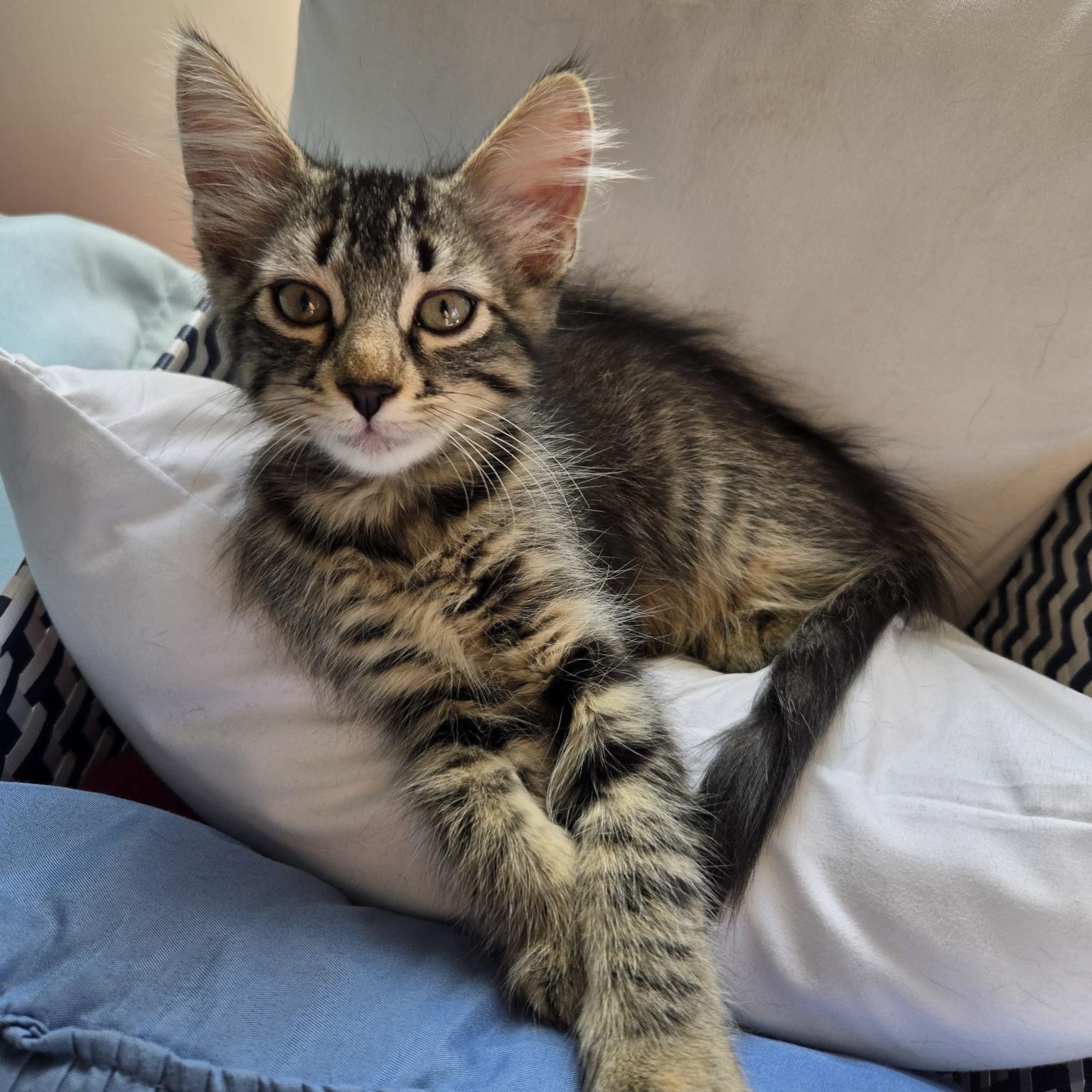 Enlarge Katana, a Adopted Domestic Medium Hair in Grayslake, IL image 4/6