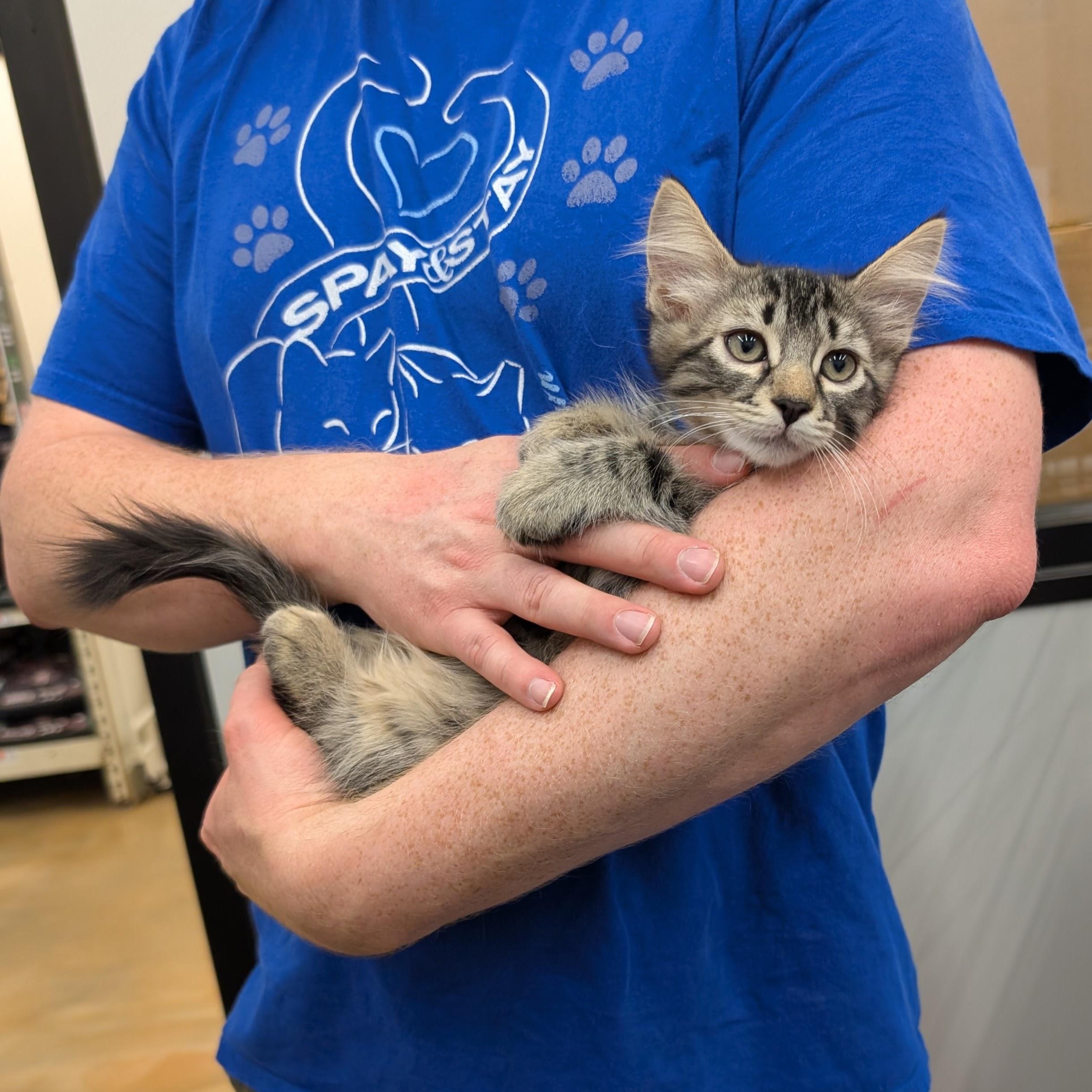 Enlarge Katana, a Adopted Domestic Medium Hair in Grayslake, IL image 1/6