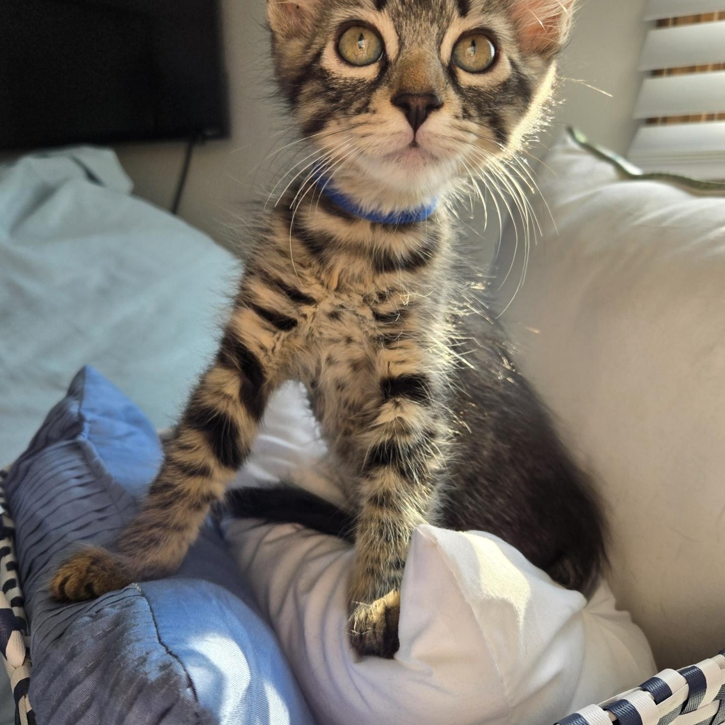 Enlarge Katana, a Adopted Domestic Medium Hair in Grayslake, IL image 3/6