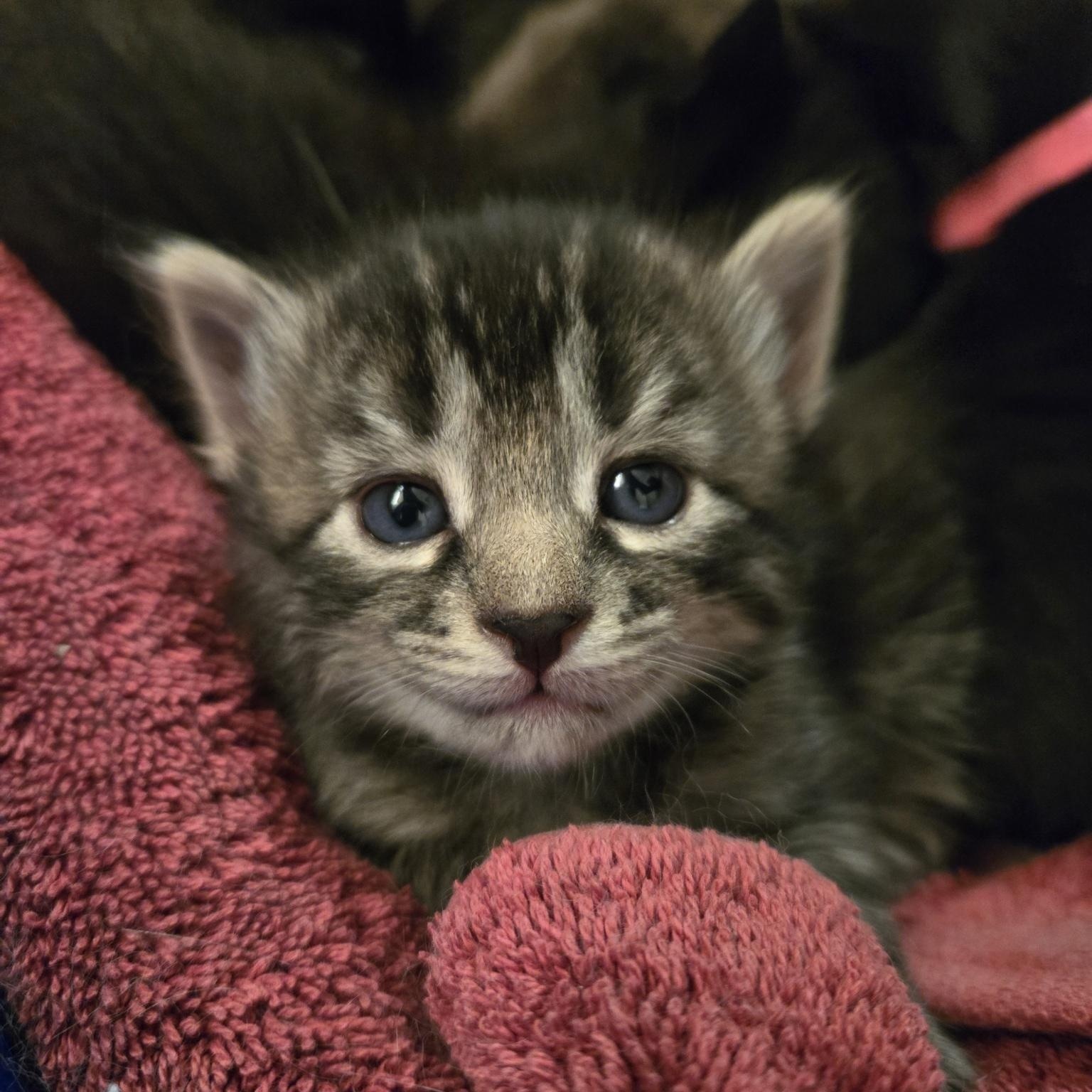 Enlarge Katana, a Adopted Domestic Medium Hair in Grayslake, IL image 5/6