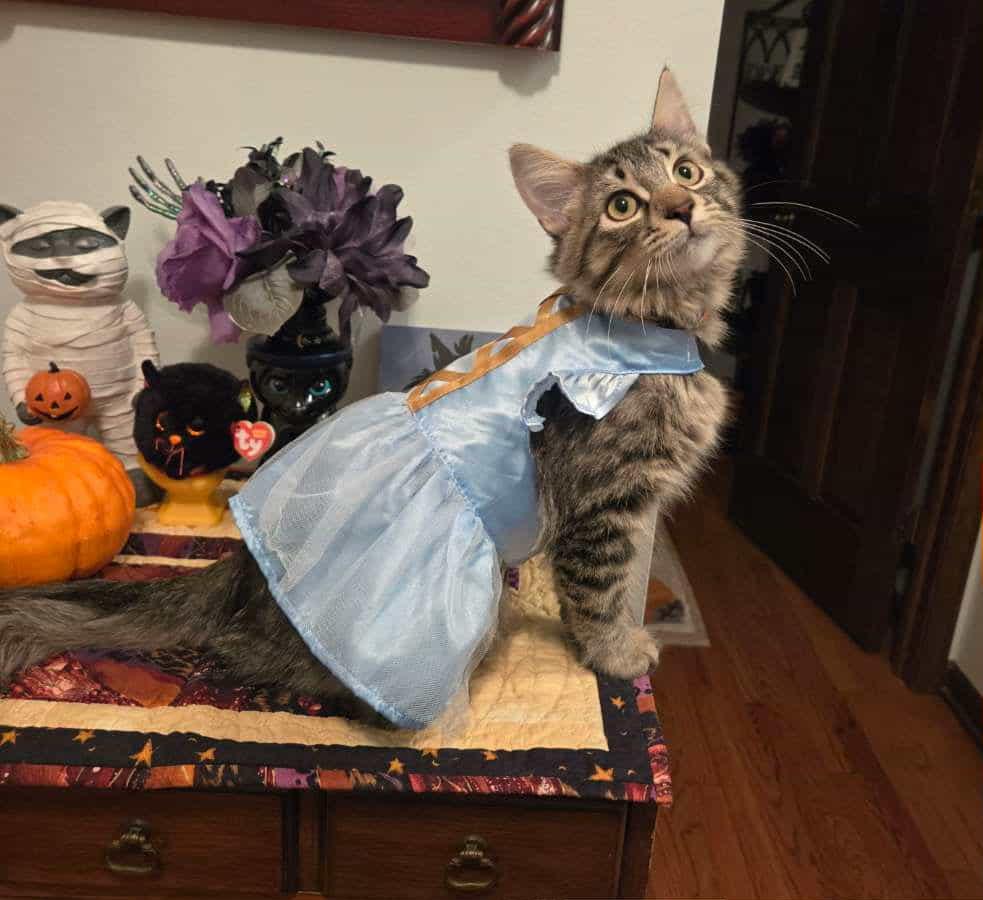 Enlarge Katana, a Adopted Domestic Medium Hair in Grayslake, IL image 2/6