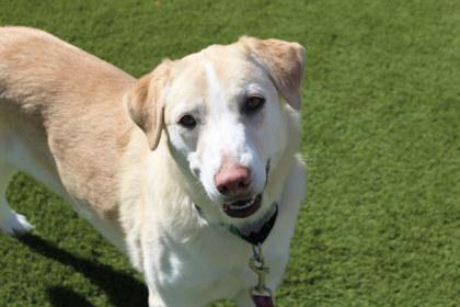 Talia, Adoptable, Adult Female Labrador Retriever & Mixed Breed.