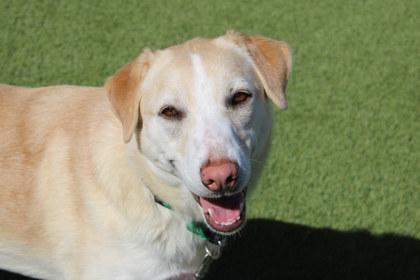 Enlarge Talia, a Adoptable mixed breed in Kansas City, MO image 2/3