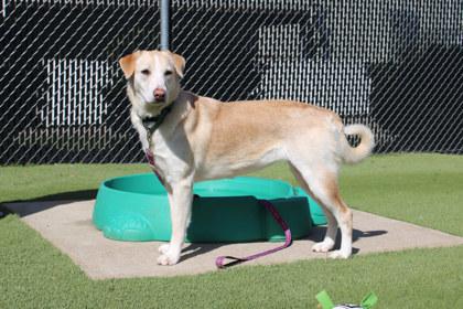 Enlarge Talia, a Adoptable mixed breed in Kansas City, MO image 3/3