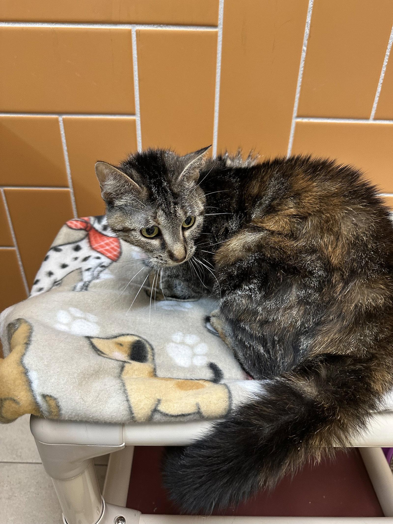 Sweet, Adoptable, Adult Female Domestic Short Hair.