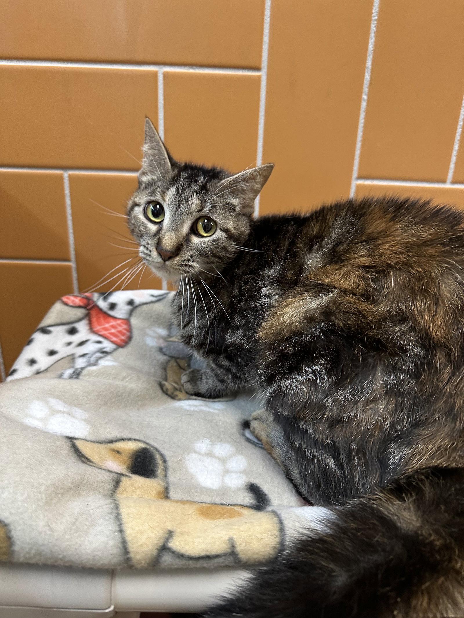Sweet, a Adoptable Domestic Short Hair in Rowlett, TX image 2/2