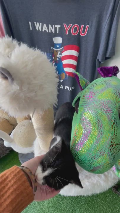 Enlarge Milly, a Adopted Domestic Short Hair in Jackson, MN video 2/7