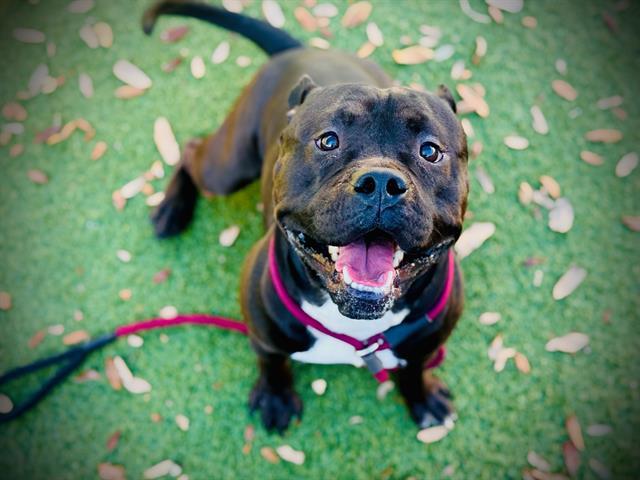 BOSCO — thumbnail 2