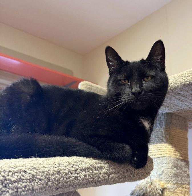 Enlarge Noodle, a Adoptable Domestic Short Hair in Arlington, VT image 1/1