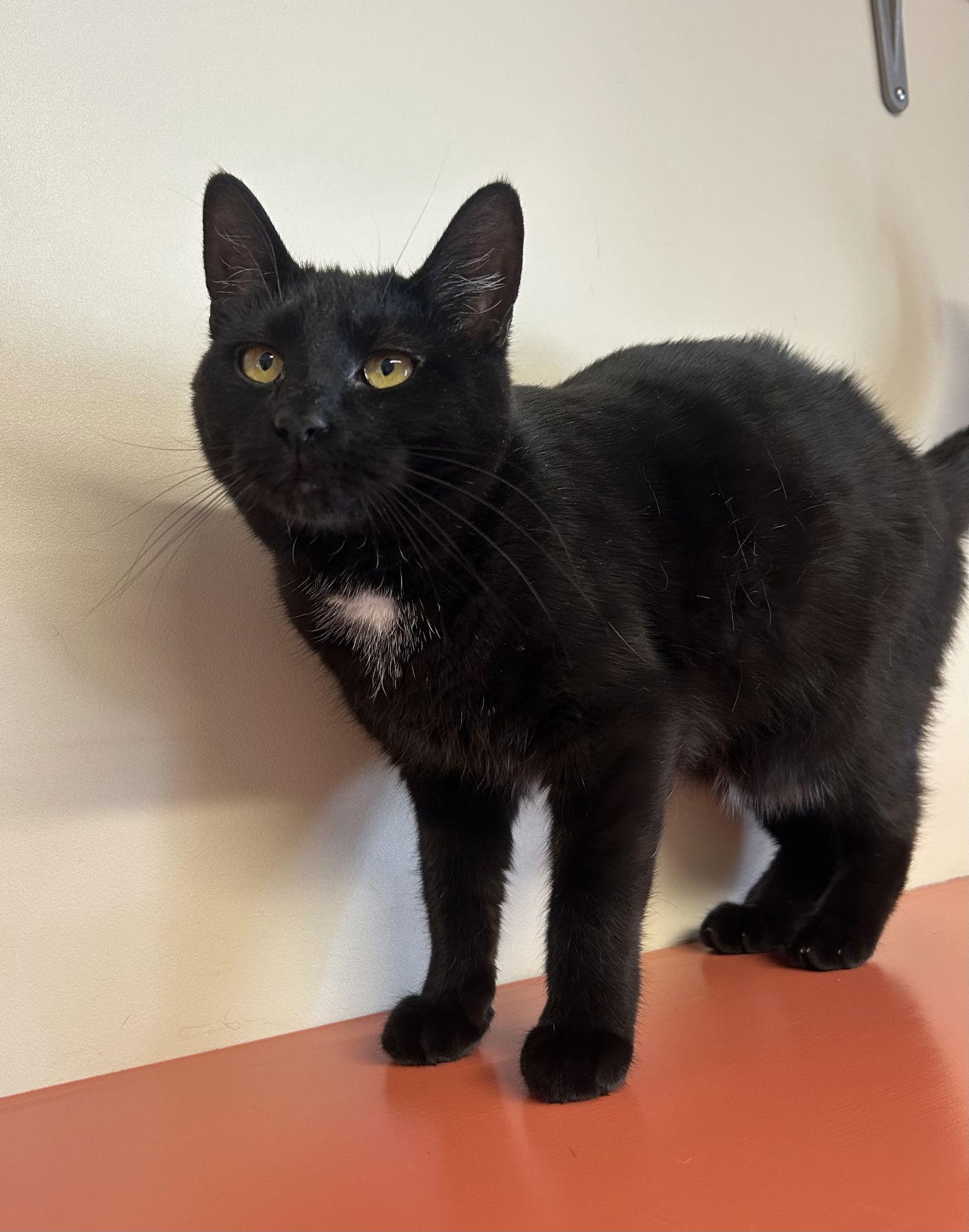 Enlarge Noodle, a Adoptable Domestic Short Hair in Arlington, VT image 2/2