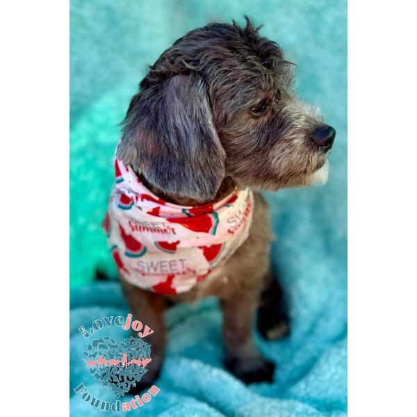 Jack, an adoptable Schnoodle in Inglewood, CA, 90301 | Photo Image 2