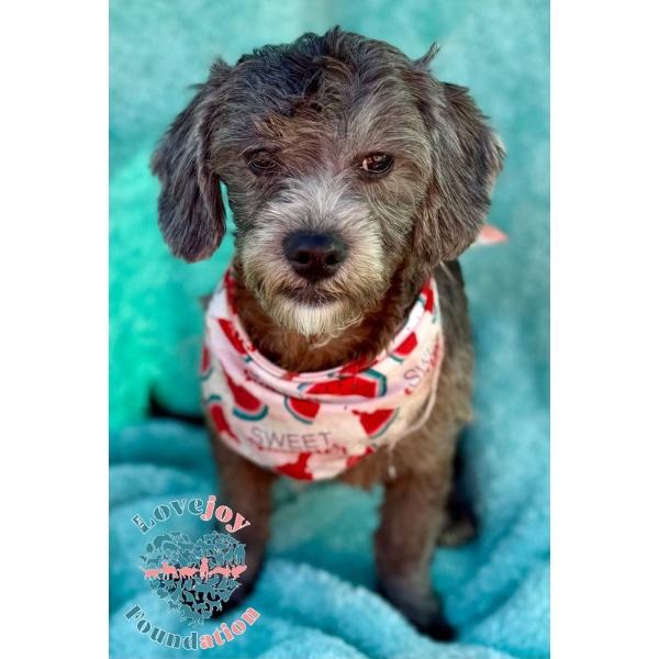 Jack, an adoptable Schnoodle in Inglewood, CA, 90301 | Photo Image 1