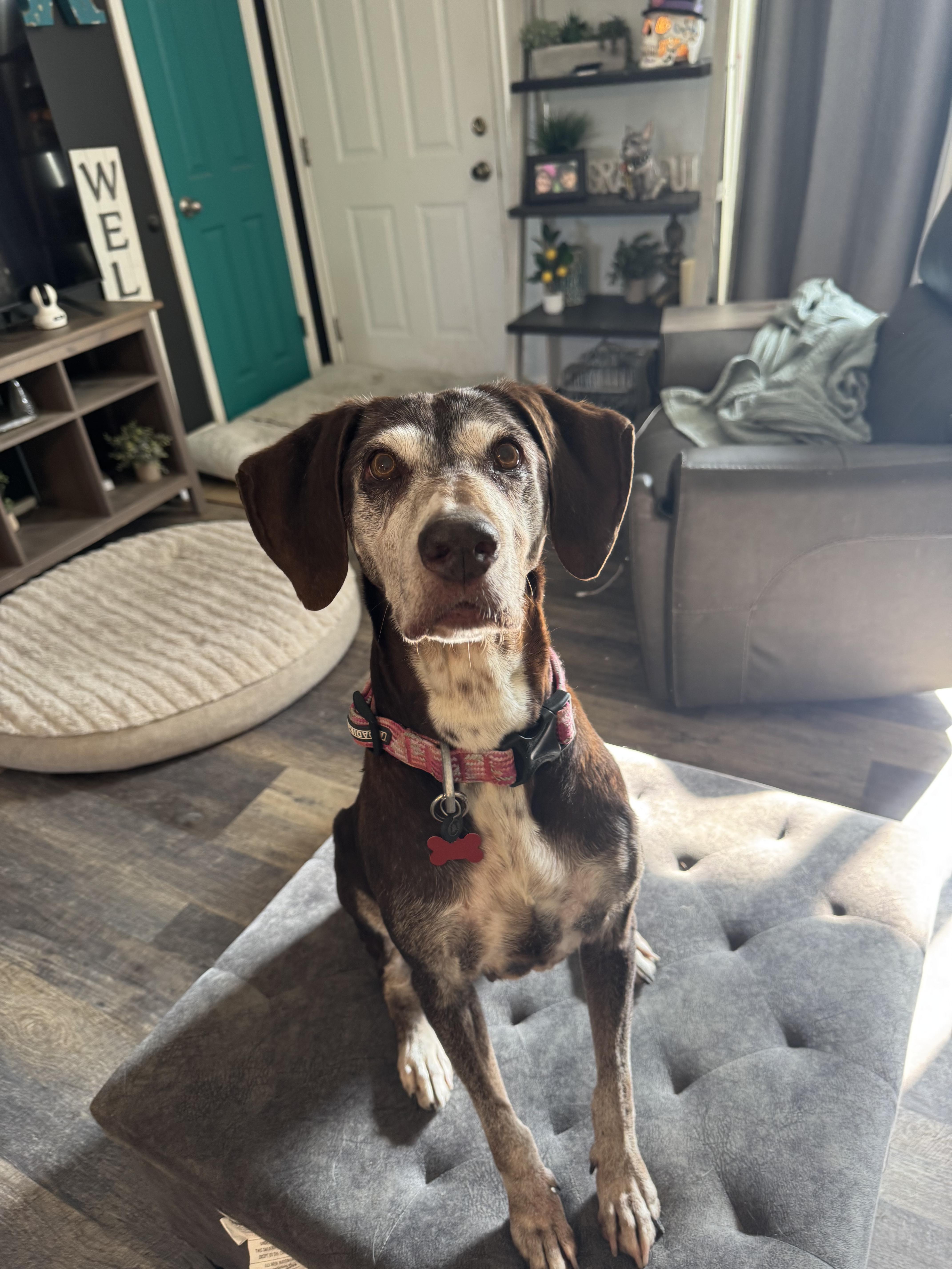 Lizzie, a Adoptable mixed breed in Roy, UT image 1/3