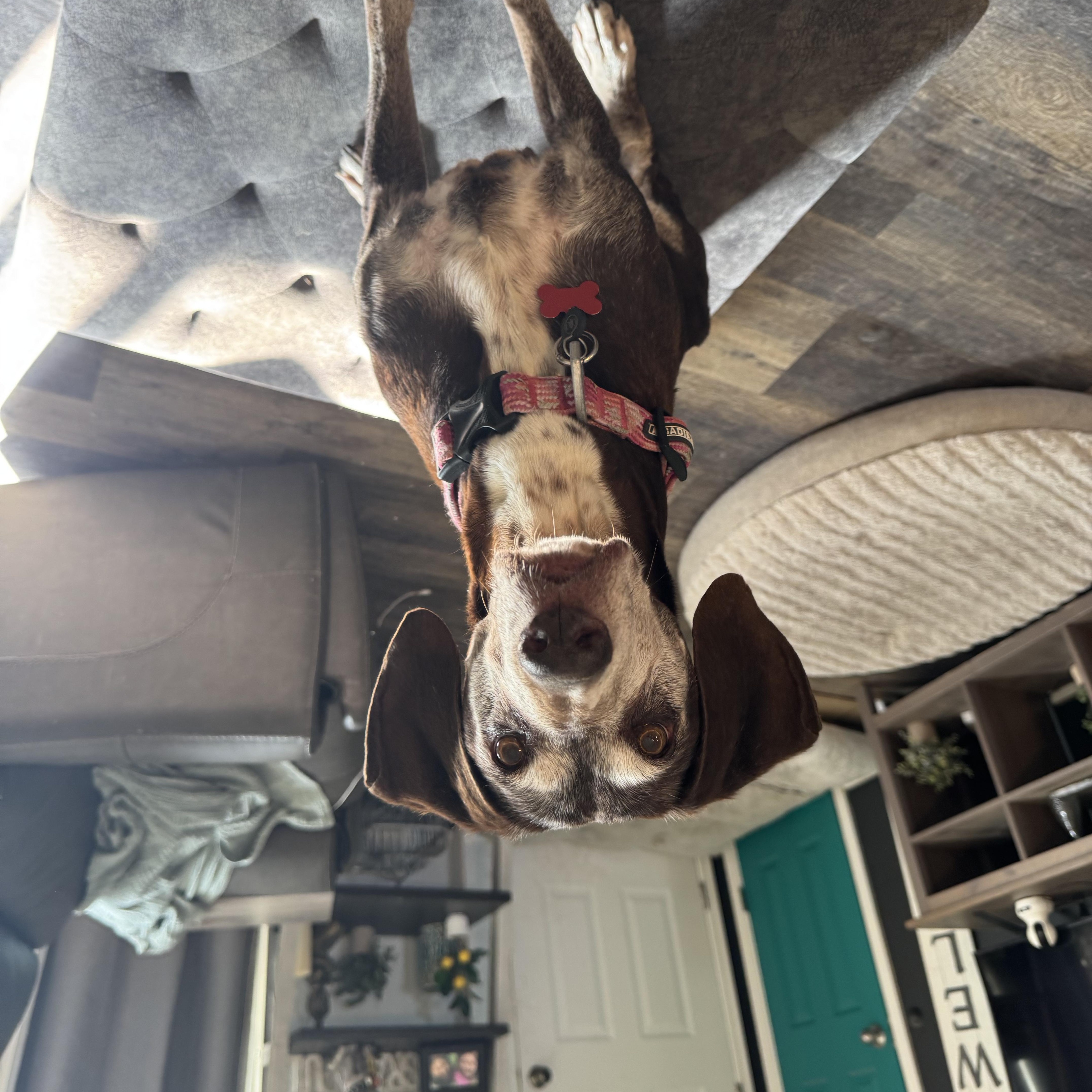 Lizzie, a Adoptable mixed breed in Roy, UT image 2/6