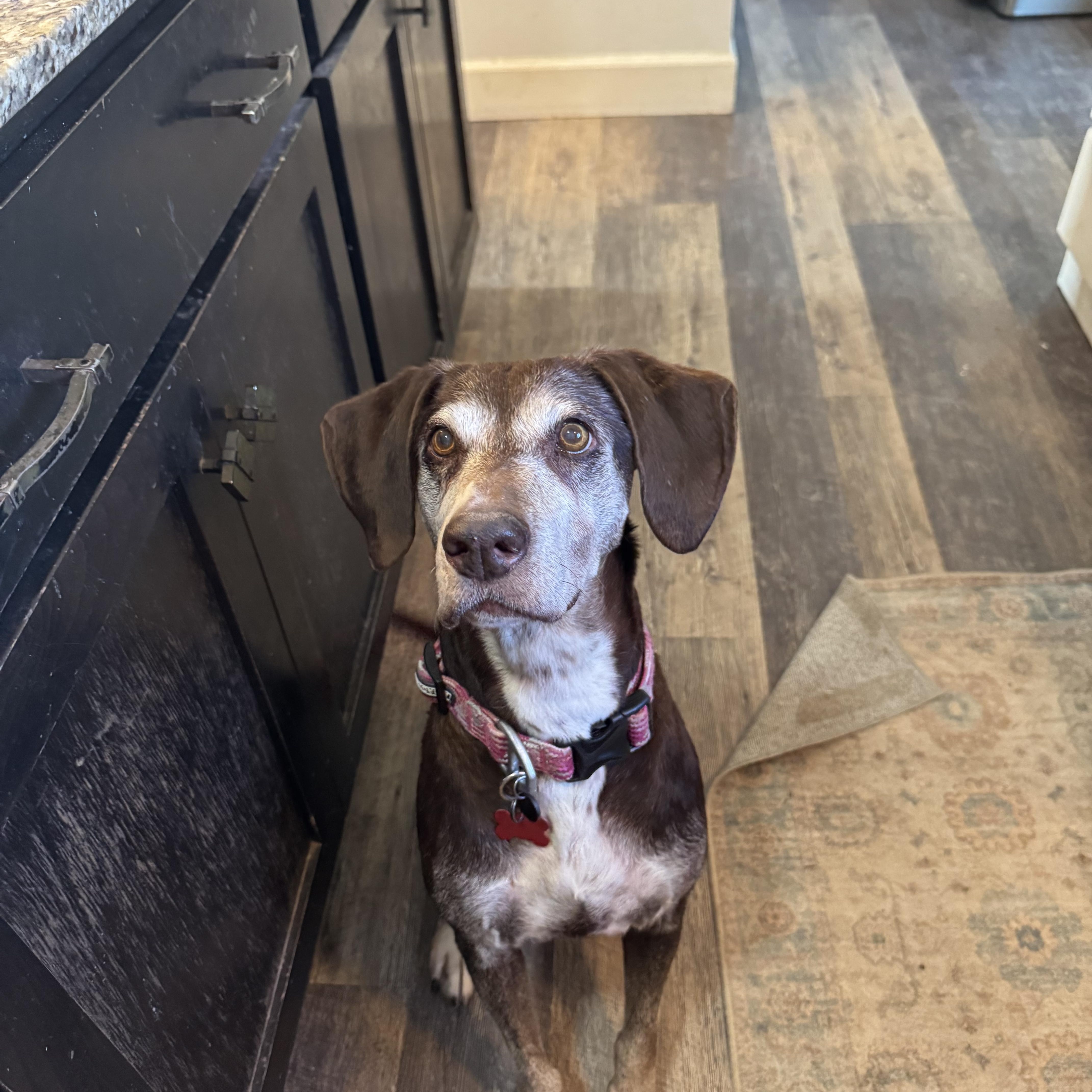 Lizzie, Adoptable, Senior Female Labrador Retriever.