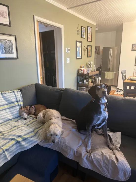 Lizzie, a Adoptable mixed breed in Roy, UT image 3/6