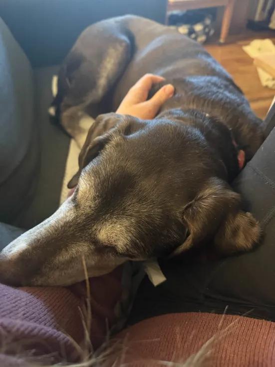 Lizzie, a Adoptable mixed breed in Roy, UT image 5/6