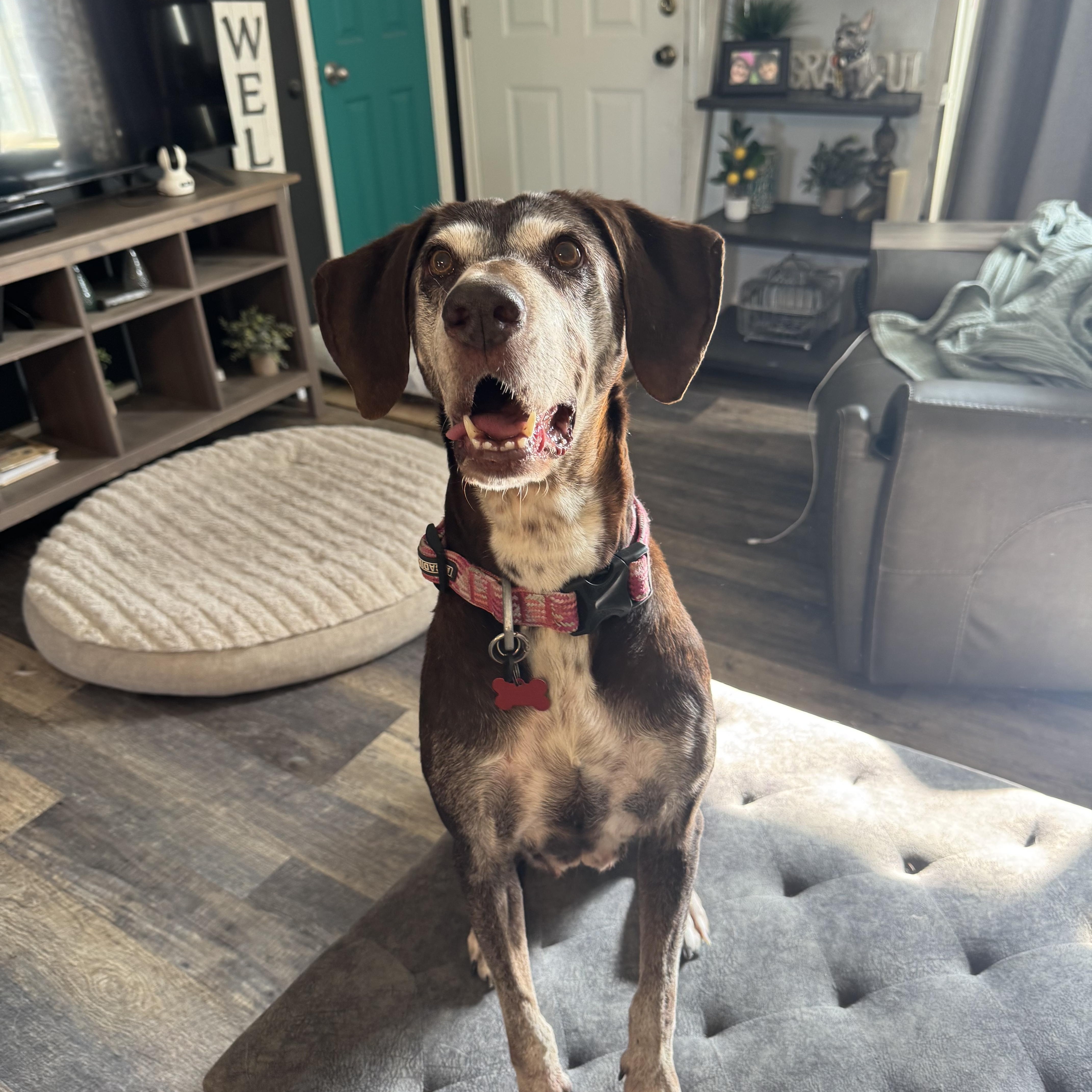 Lizzie, a Adoptable mixed breed in Roy, UT image 6/6