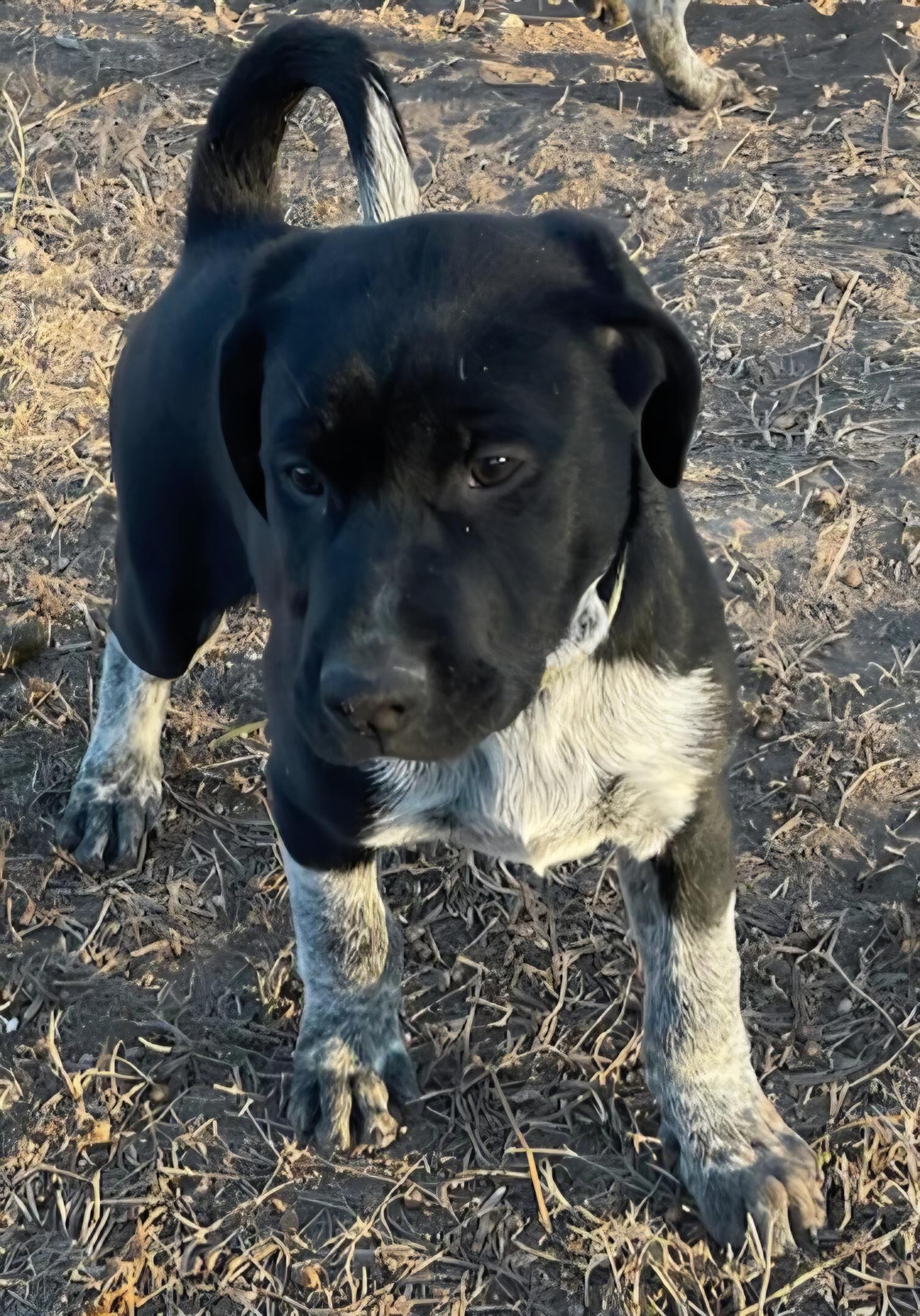 Enlarge Apollo , a Adoptable mixed breed in Mission, TX image 1/2