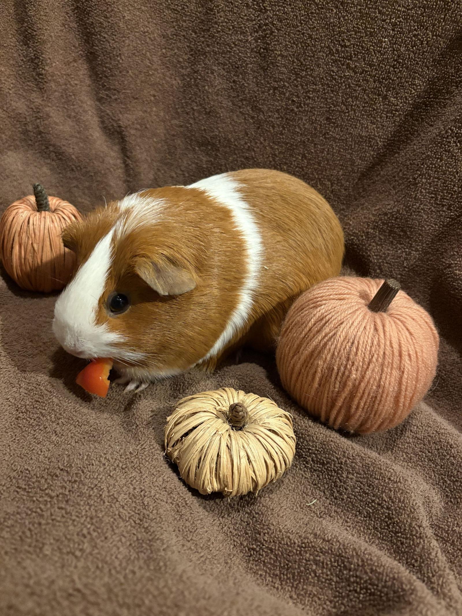 Enlarge Pumpkin and Latte, a Adoptable Guinea Pig in Frederick, MD image 1/2