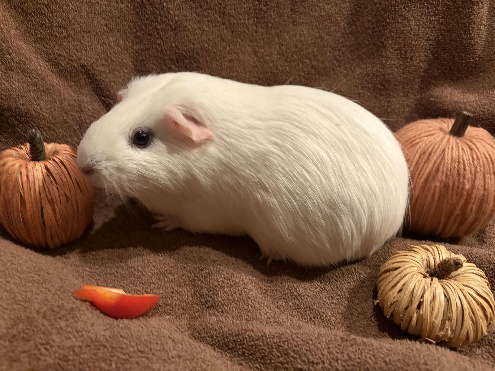 Enlarge Pumpkin and Latte, a Adoptable Guinea Pig in Frederick, MD image 2/2