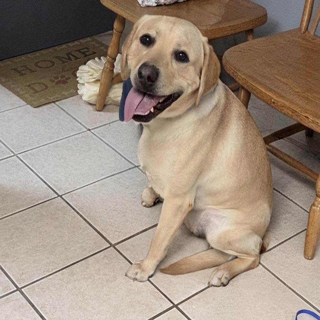 Enlarge Dennis, a Adoptable Yellow Labrador Retriever in Camden, DE image 1/2