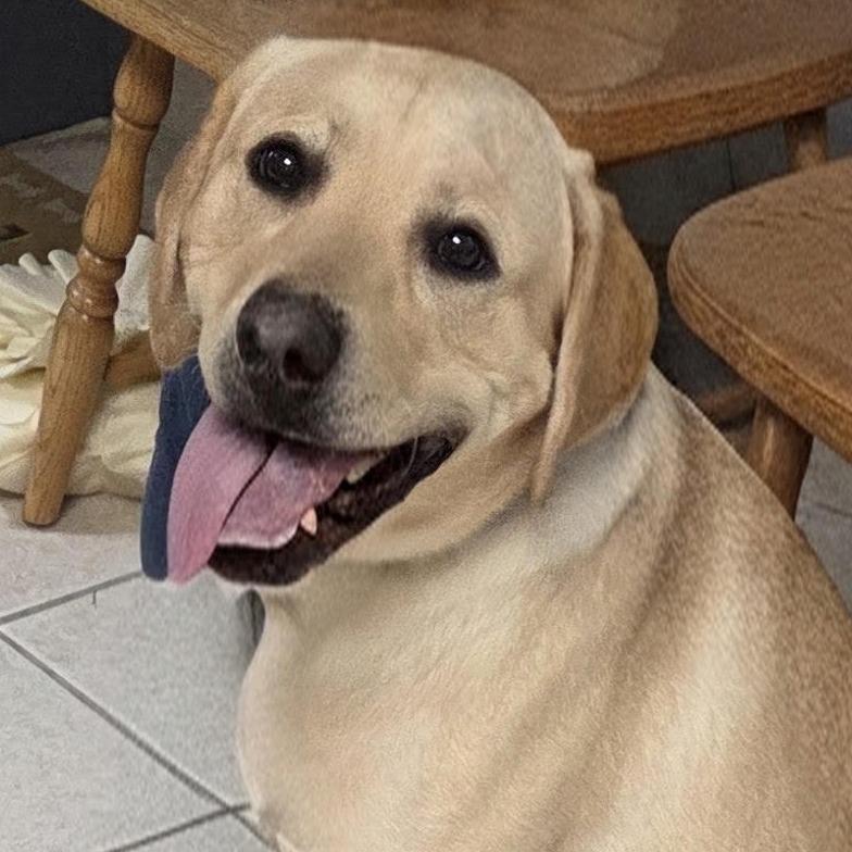 Enlarge Dennis, a Adoptable Yellow Labrador Retriever in Camden, DE image 2/2