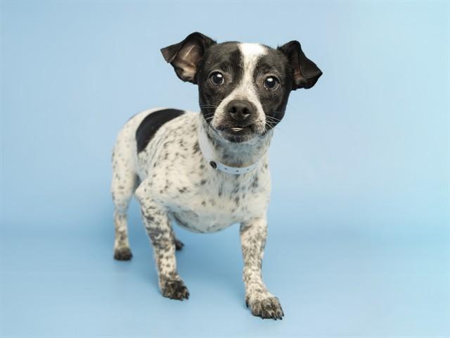 Enlarge COBY, a Adoptable Chihuahua in Phoenix, AZ image 1/1