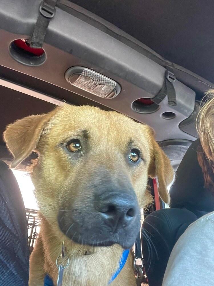 Frankie2022, Adoptable, Young Male Labrador Retriever.