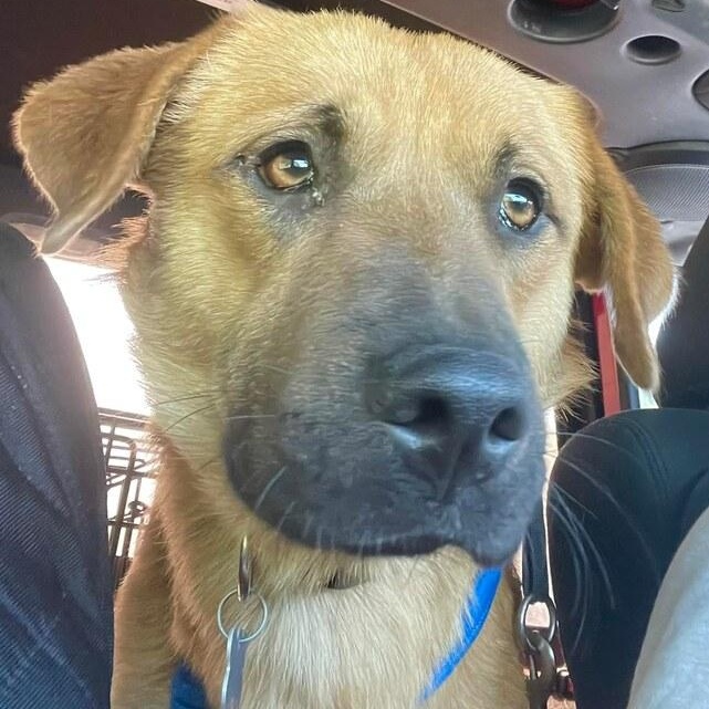 Enlarge Frankie2022, a Adoptable mixed breed in Charlotte, NC image 1/1