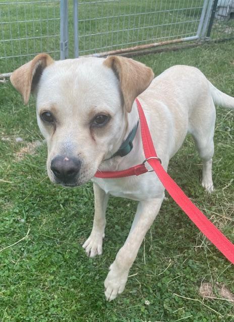 Remi, Adoptable, Adult Male Labrador Retriever & Boxer.