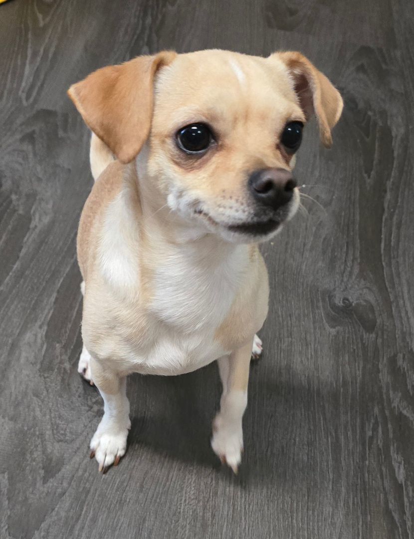 Auggie, Adopted, Adult Male Chihuahua & Rat Terrier.