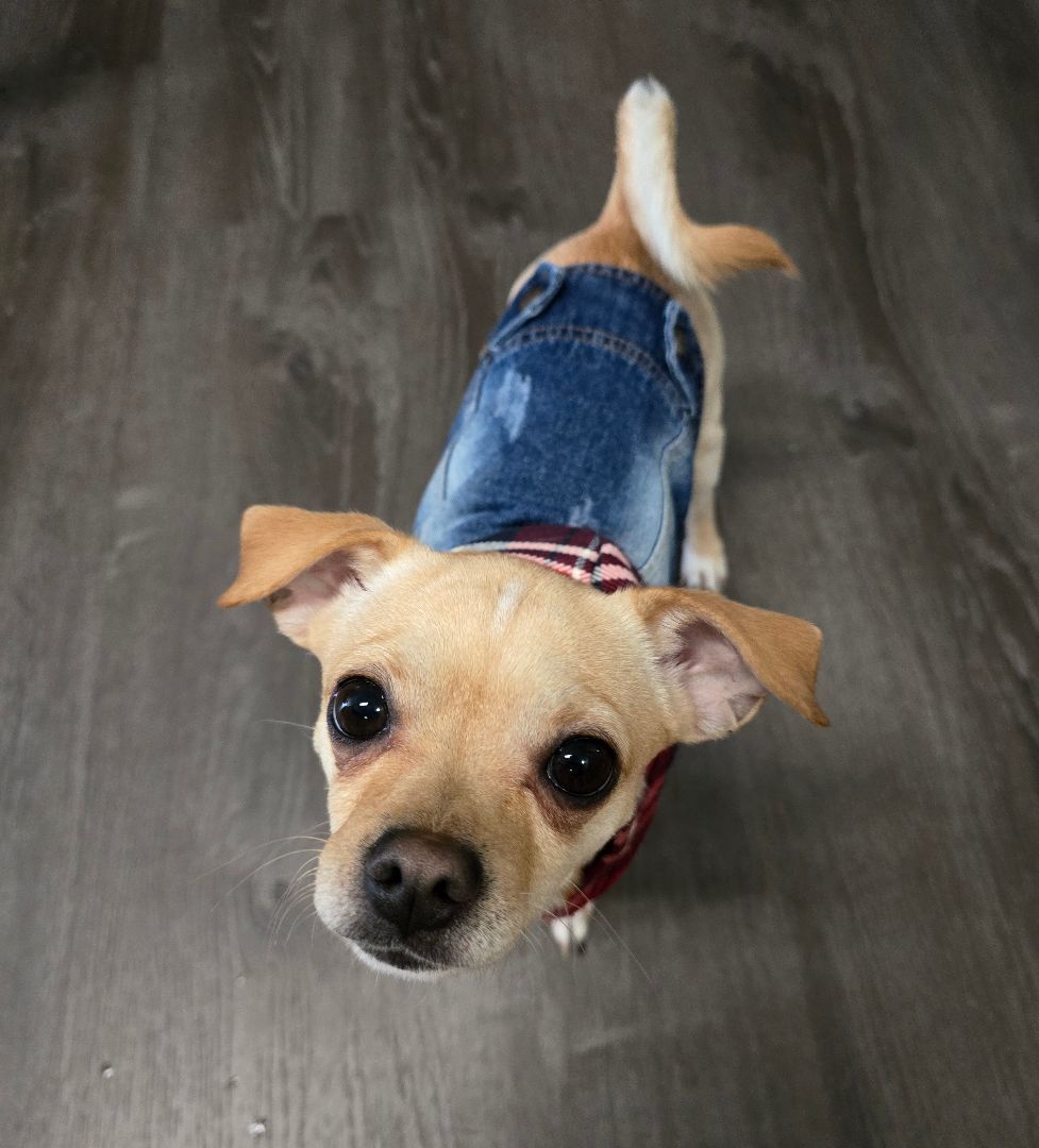 Enlarge Auggie, a Adopted mixed breed in Arlington, WA image 2/6