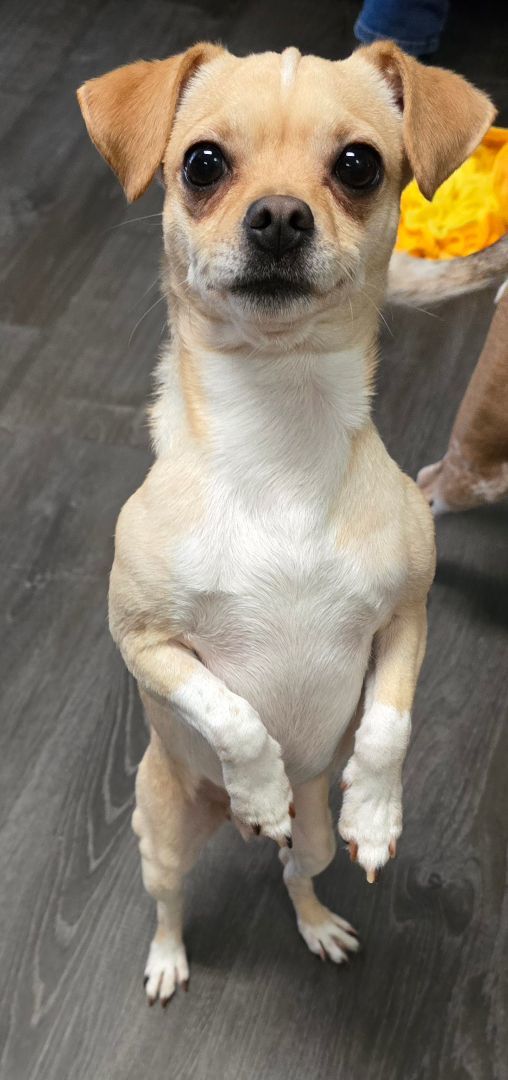 Enlarge Auggie, a Adopted mixed breed in Arlington, WA image 3/6